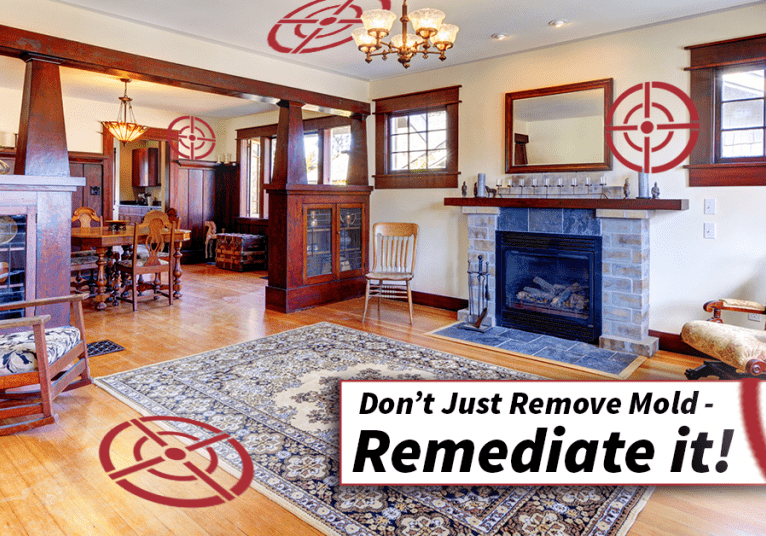 Mold Remediation and Mold Removal