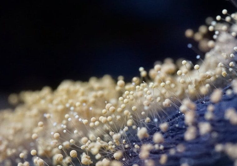 mold inspection near me